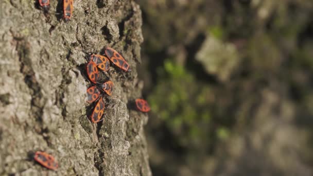 Sänglösa Soldater Pyrrhocoris Apterus Våren Rödsvarta Skalbaggar Makroskjutna — Stockvideo