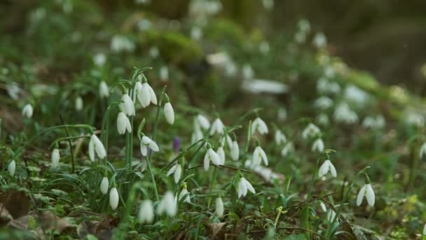 Primeiro Belas Gotas Neve Floresta Primavera Galanthus Nivalis Florescendo — Vídeo de Stock
