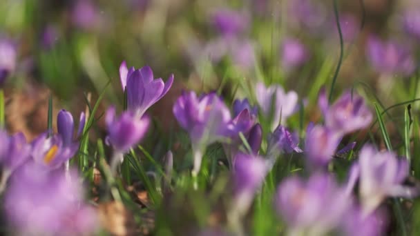 Frühling Nahaufnahme Von Violetten Krokussen Weiche Selektive Fokussierung Blühender Krokusblüten — Stockvideo