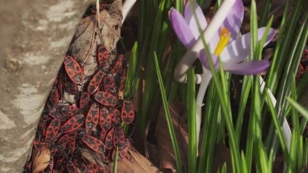 Żołnierze Pluskwy Pyrrhocoris Apterus Wiosną Czerwono Czarne Chrząszcze Kwiat Krokusa — Wideo stockowe