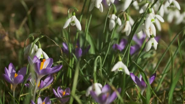 Selvagem Crescendo Primeiras Flores Primavera Crocus Violeta Neve Branca Fundo — Vídeo de Stock