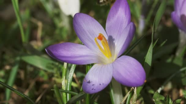 Весенний Вид Фиолетовые Крокусы Пчелу Цветки Флоксовых Крокусов — стоковое видео