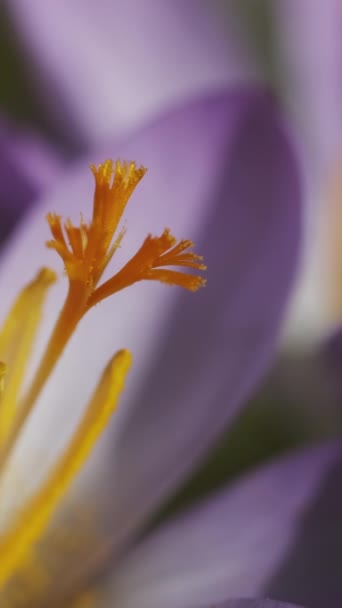 Springtime Macro View Violet Crocus Soft Selective Focus Flowering Crocus — Stock Video