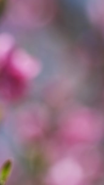 Abstrato Bonito Borrão Primavera Floração Pêssego Árvore Fundo Vídeo Vertical — Vídeo de Stock