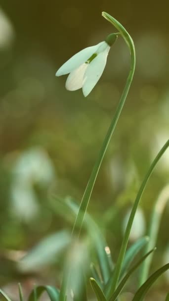 Primeras Hermosas Gotas Nieve Bosque Primavera Galanthus Nivalis Floreciendo Enfoque — Vídeo de stock