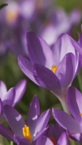 紫外線の春のクローズアップビューが発生します 花茎の花を柔らかく選択的に咲かせます 垂直ビデオ — ストック動画