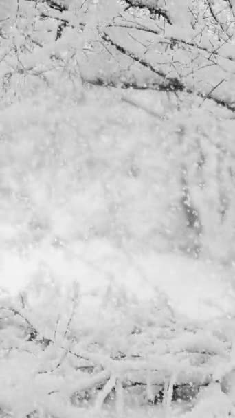 Прекрасний Краєвид Снігопадами Засніженими Гілками Зимовому Лісі Вертикальне Відео — стокове відео