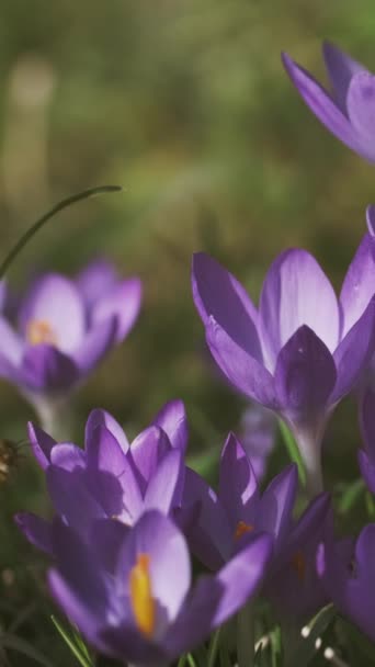 Wiosenny Widok Fioletowe Krokusy Pszczoły Miękkie Selektywne Skupienie Kwitnących Kwiatów — Wideo stockowe