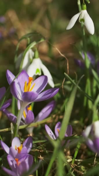 Flores Silvestres Primavera Azafrán Violeta Nevada Blanca Fondo Natural Aire — Vídeo de stock