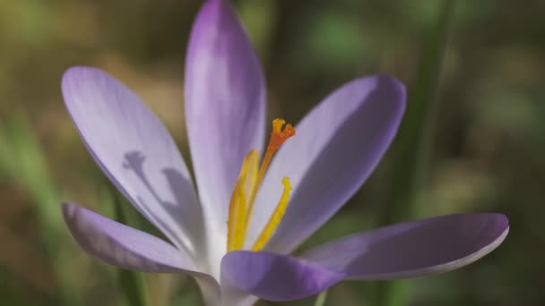 Wiosenny Widok Makro Fioletowego Krokusa Miękkie Selektywne Skupienie Kwitnącego Kwiatka — Wideo stockowe