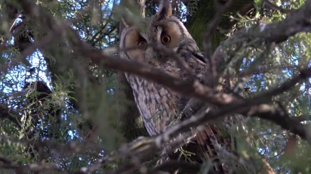 Long Ear Owl Asio Otus Sitting Pine Tree — стоковое видео
