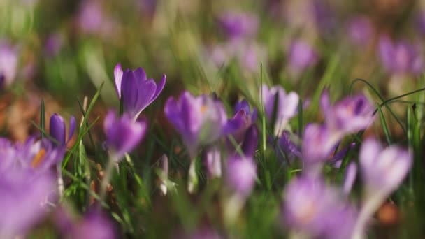 Wiosenny Widok Fioletowe Krokusy Miękkie Selektywne Skupienie Kwitnących Kwiatów Krokusa — Wideo stockowe