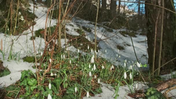 Premières Belles Chutes Neige Dans Forêt Printanière Galanthus Nivalis Floraison — Video