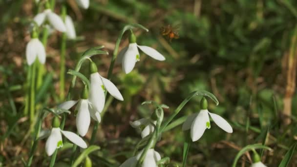 Eerst Mooie Sneeuwklokjes Bij Het Voorjaarsbos Galanthus Nivalis Bloeiend — Stockvideo