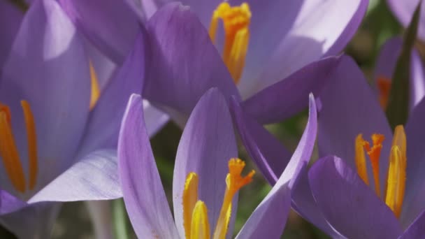 Wiosenny Widok Makro Fioletowego Krokusa Miękkie Selektywne Skupienie Kwitnącego Kwiatka — Wideo stockowe