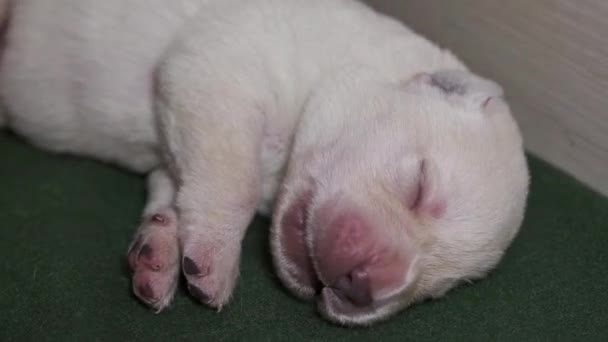 新出生的黄色拉布拉多小狗在睡觉 — 图库视频影像