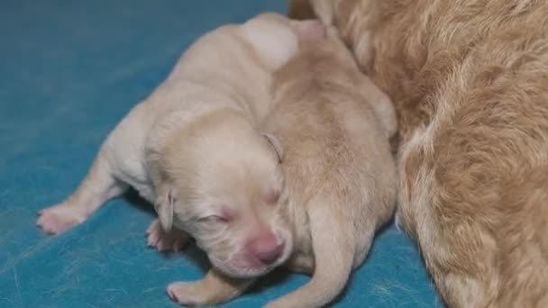 Neugeborene Gelbe Labrador Welpen Hund — Stockvideo