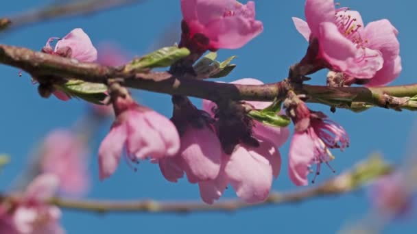 Kwitnąca Brzoskwinia Różowe Kwiaty Słoneczny Wiosenny Dzień — Wideo stockowe