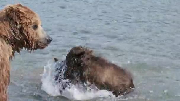 Família Ursos Castanhos Rio Mãe Apanhou Salmão Cubs Lutar Por — Vídeo de Stock