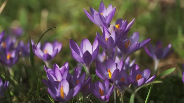 Bahar Zamanı Menekşe Timsahlarının Yakın Plan Görüntüsü Çiçek Açan Kır — Stok video