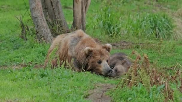 Семейство Бурых Медведей Ursus Arctos Мать Кошка Живущие Траве Камчатка — стоковое видео