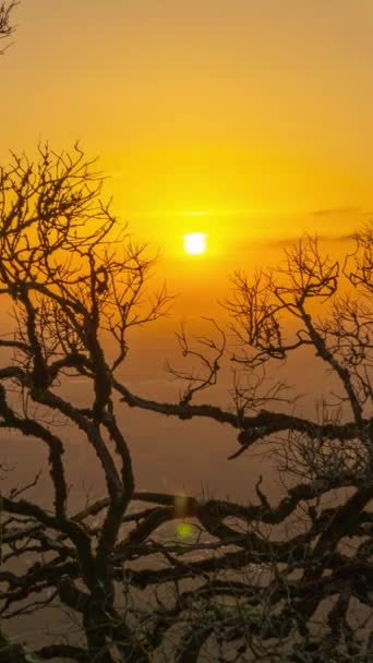 在日落的背景上 从葡萄牙的高山上俯瞰着一棵老树的枯枝 它的光芒四射的枝条把时间拉长了 垂直录像 — 图库视频影像