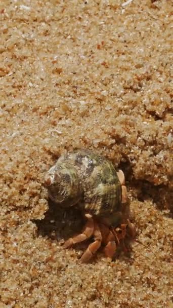 热带寄居蟹在沙滩上的特写镜头 垂直录像 — 图库视频影像