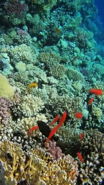 Many Red Small Fish Swim Corals Red Sea Egypt Vertical — Stock Video