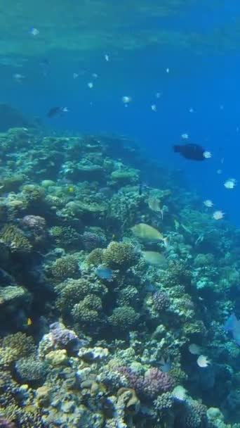 Molti Pesci Nuotano Tra Coralli Nel Mar Rosso Egitto Video — Video Stock