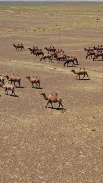 Воздушный Обзор Группы Бактрийских Верблюдов Степи Монголия Вертикальное Видео — стоковое видео