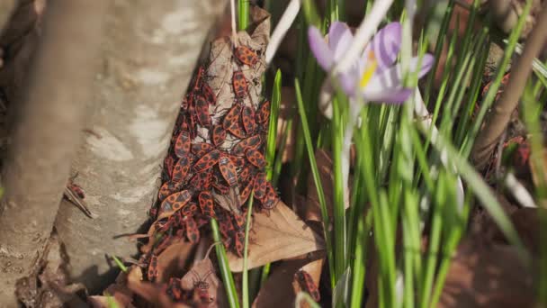 Bedbugs Soldiers Pyrhocoris Apterus Spring Red Black Brouci Krokus Květ — Stock video