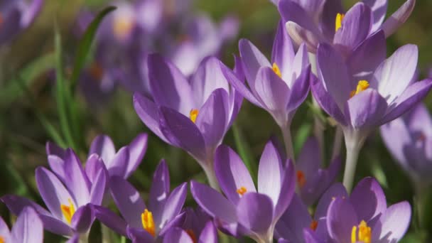 紫外線の春のクローズアップビューが発生します 開花の軟選択的焦点クロッカスの花 — ストック動画