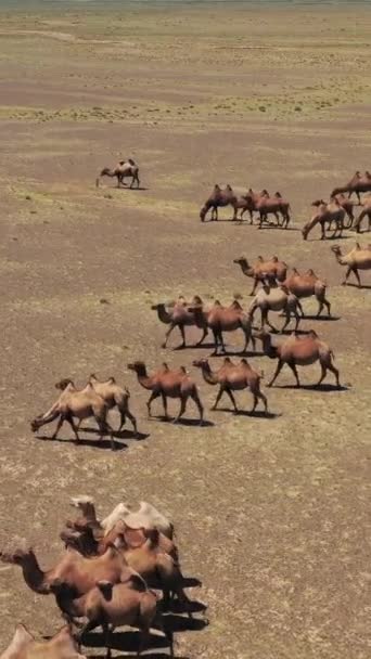 Letecký Pohled Skupinu Baktrianských Velbloudů Stepi Mongolsko Svislé Video — Stock video