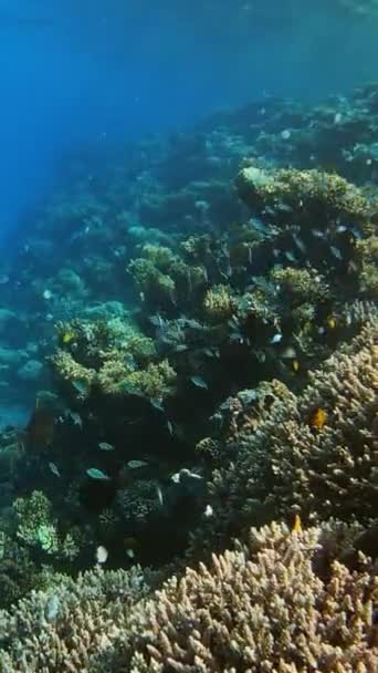 Många Fiskar Simmar Bland Koraller Röda Havet Egypten Vertikal Video — Stockvideo