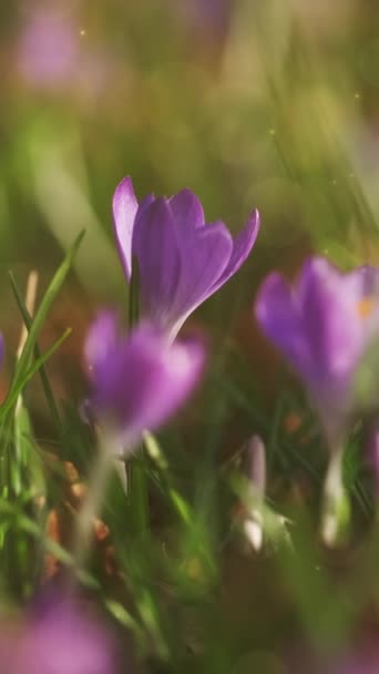 Bahar Zamanı Menekşe Timsahlarının Yakın Plan Görüntüsü Çiçek Açan Çiçek — Stok video