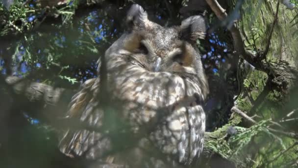 Uzun Kulaklı Baykuş Asio Otus Çam Ağacında Oturuyor — Stok video