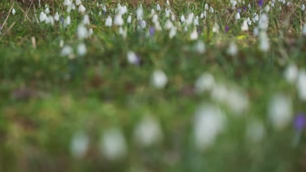 Erste Schöne Schneeglöckchen Frühlingswald Galanthus Nivalis Blüht Gestellfokus — Stockvideo