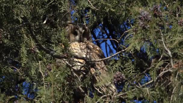 Long Eared Owl Asio Otus Sitting Pine Tree — Stock Video