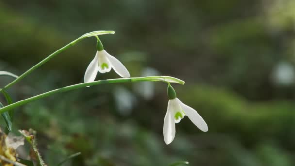 Первые Красивые Подснежники Весеннем Лесу Galanthus Nivalis Blooming — стоковое видео