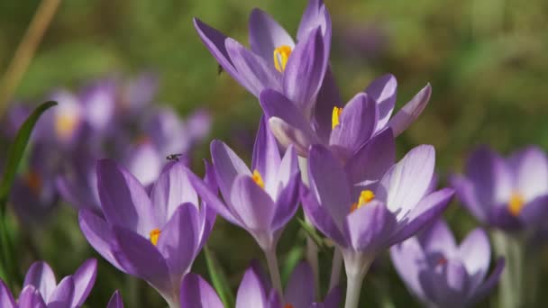 Jarní Detailní Pohled Fialové Krokusy Hmyz Měkké Selektivní Zaměření Květů — Stock video