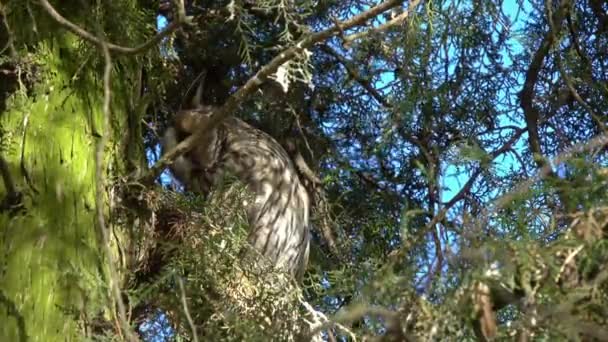 Long Eared Owl Asio Otus Sitting Pine Tree — Wideo stockowe