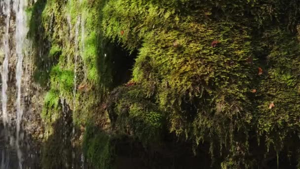 Droppar Vattenfall Ström Droppe Ner Från Den Gröna Mossa Skogen — Stockvideo