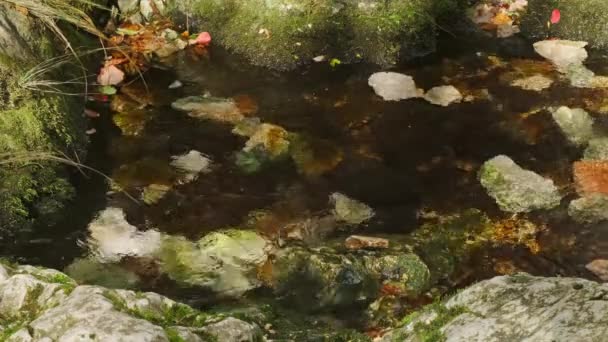 Forest Stream Autumn Leaves Mossy Stones — Stock Video