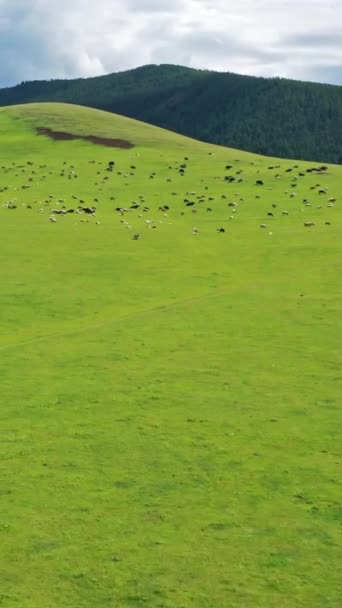 Widok Lotu Ptaka Pastwiska Górskie Mongolii Pionowe Wideo — Wideo stockowe
