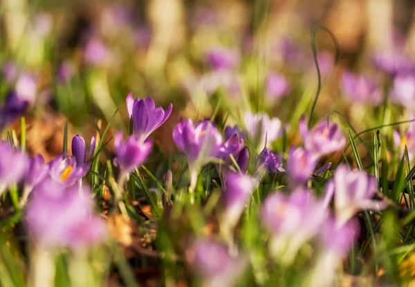 Vista Cerca Primavera Cocodrilos Violetas Enfoque Selectivo Suave Flor Azafrán — Foto de Stock