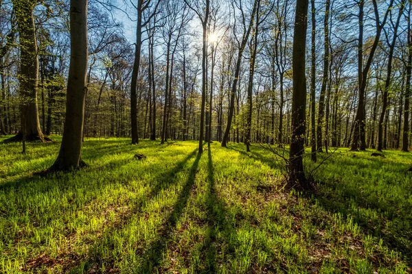Paisaje Bosque Primavera Árboles Con Sombras Sol Madera Verde —  Fotos de Stock