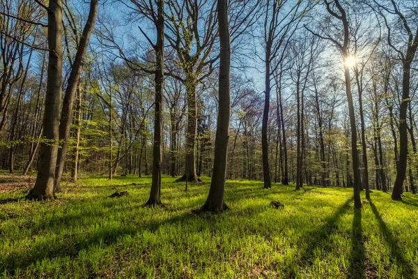 Landschap Het Voorjaar Bos Bomen Met Schaduwen Zon Groen Hout — Stockfoto