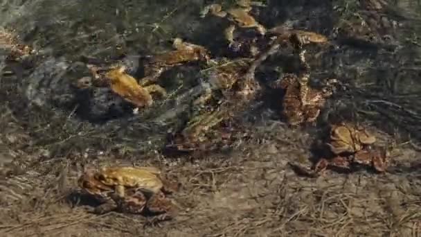 Wiele Żab Podczas Krycia Wodzie Jeziora Wiosnę — Wideo stockowe