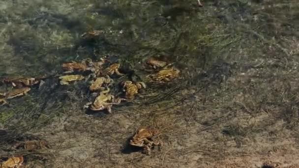 Много Лягушек Время Спаривания Воде Озера Весной — стоковое видео
