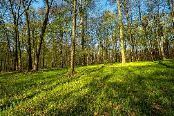 Paisagem Floresta Primavera Árvores Com Sombras Sol Madeira Verde — Fotografia de Stock